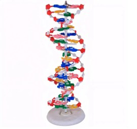 Modelo Dupla Hélice De Dna - Estudo De Biologia